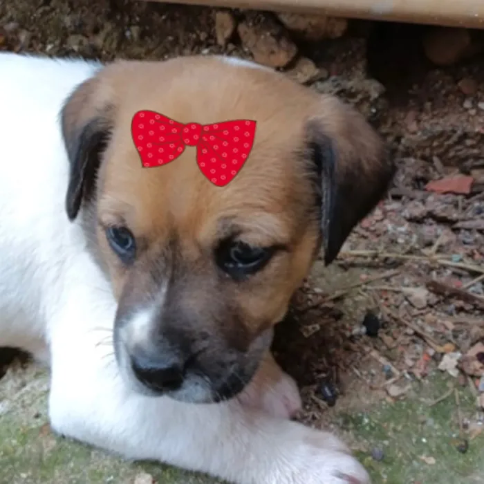 Cachorro raça SRD-ViraLata idade 2 a 6 meses nome Cacau 