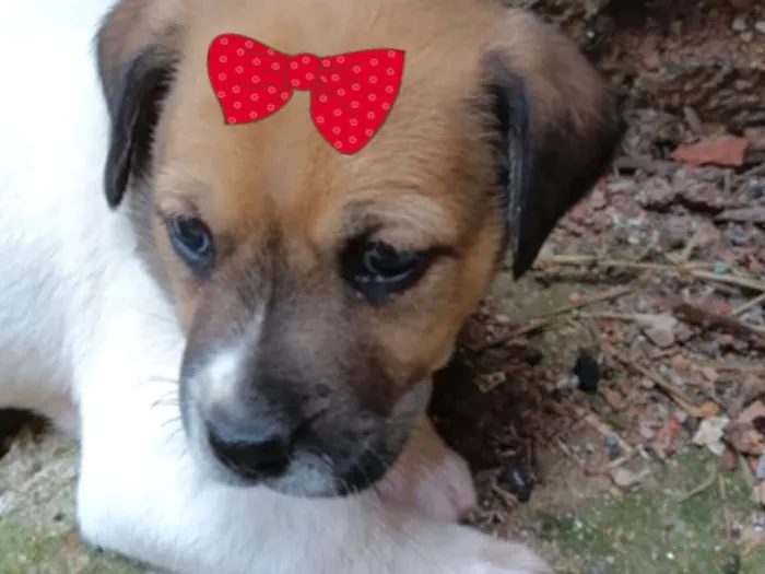 Cachorro raça SRD-ViraLata idade 2 a 6 meses nome Cacau 