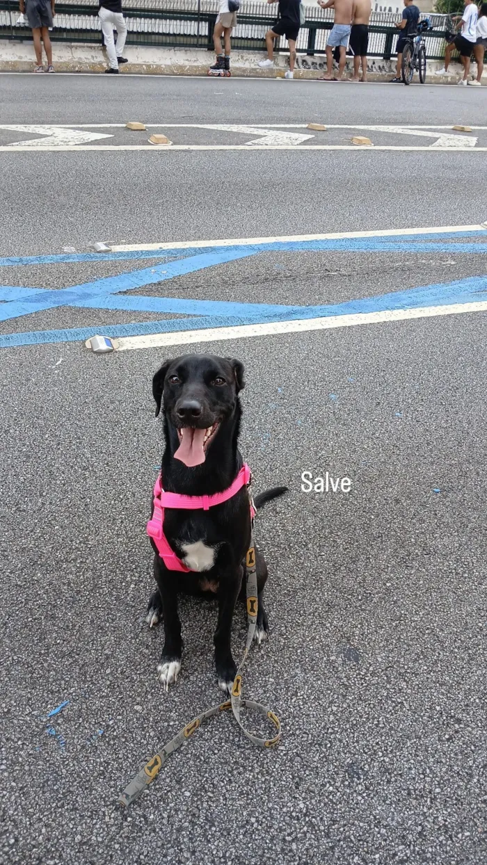 Cachorro raça SRD-ViraLata idade 7 a 11 meses nome Kiara