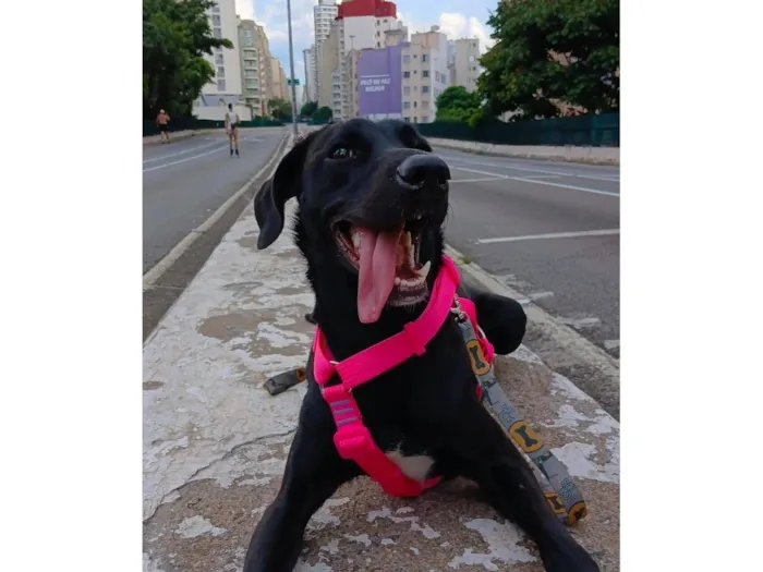Cachorro raça SRD-ViraLata idade 7 a 11 meses nome Kiara