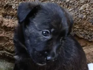 Cachorro raça SRD-ViraLata idade 2 a 6 meses nome Zeus 