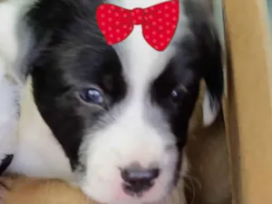 Cachorro raça SRD-ViraLata idade 2 a 6 meses nome Bebel 