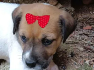 Cachorro raça SRD-ViraLata idade 2 a 6 meses nome Cacau 