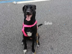 Cachorro raça SRD-ViraLata idade 7 a 11 meses nome Kiara