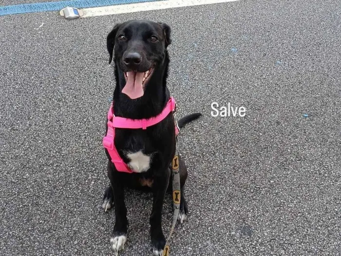 Cachorro raça SRD-ViraLata idade 7 a 11 meses nome Kiara