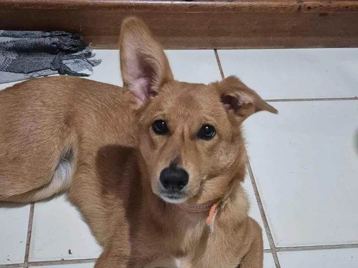 Cachorro raça SRD-ViraLata idade 2 a 6 meses nome Radya