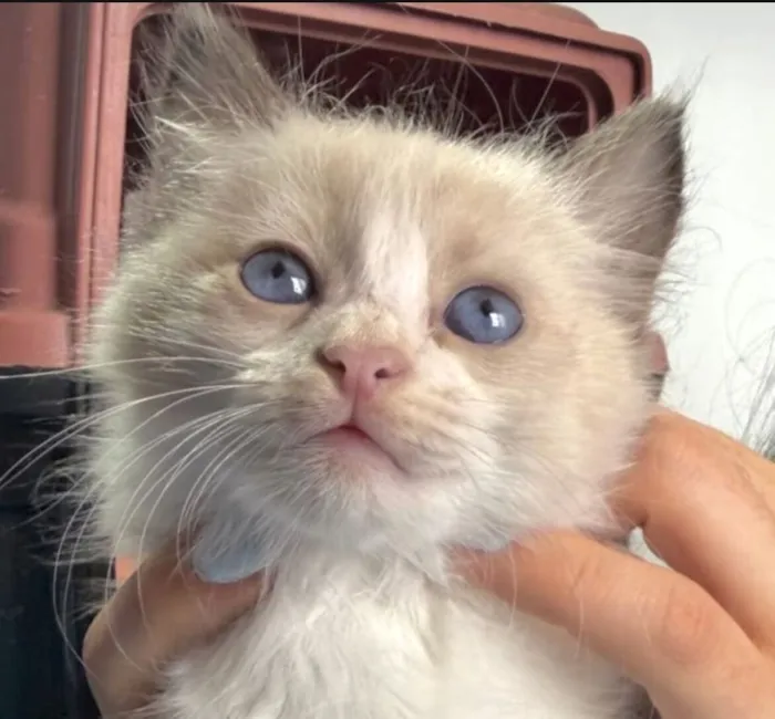 Gato raça SRD-ViraLata idade 2 a 6 meses nome Pedrinho 