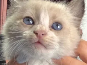 Gato raça SRD-ViraLata idade 2 a 6 meses nome Pedrinho 