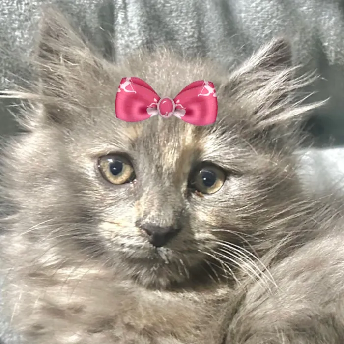 Gato raça SRD-ViraLata idade 2 a 6 meses nome Melzinha 