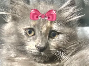 Gato raça SRD-ViraLata idade 2 a 6 meses nome Melzinha 