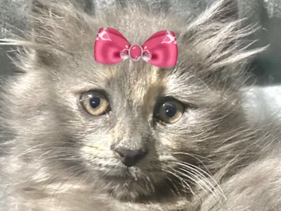 Gato raça SRD-ViraLata idade 2 a 6 meses nome Melzinha 