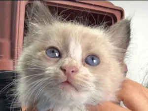 Gato raça SRD-ViraLata idade 2 a 6 meses nome Pedrinho 