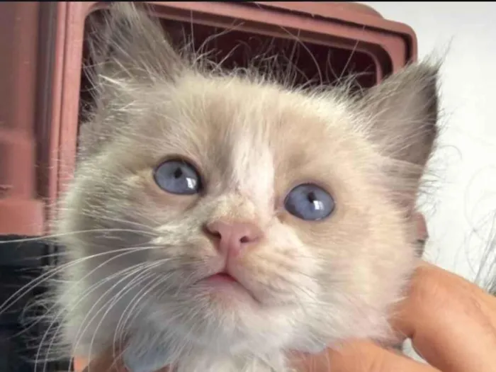 Gato raça SRD-ViraLata idade 2 a 6 meses nome Pedrinho 