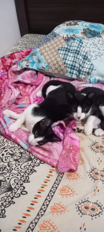 Gato raça SRD-ViraLata idade 2 a 6 meses nome sem nome 