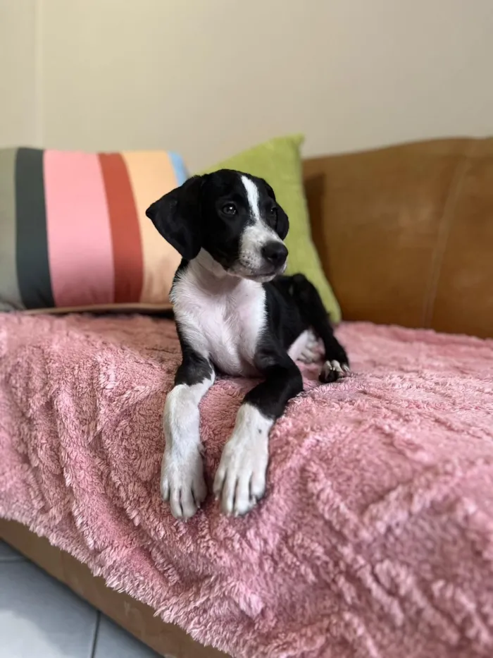 Cachorro raça SRD-ViraLata idade 2 a 6 meses nome Quaresma