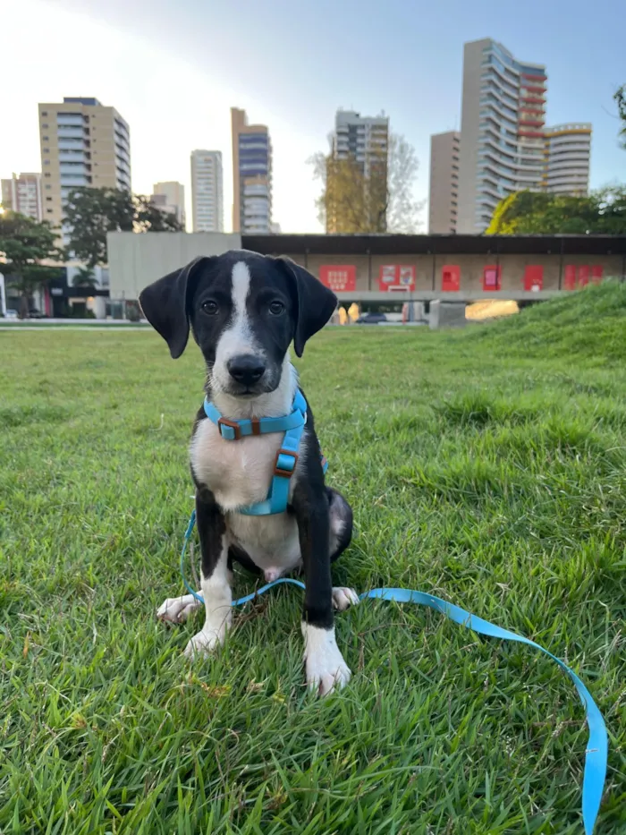 Cachorro raça SRD-ViraLata idade 2 a 6 meses nome Quaresma