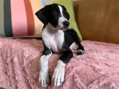 Cachorro raça SRD-ViraLata idade 2 a 6 meses nome Quaresma