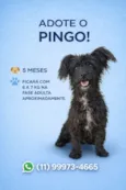 Pingo