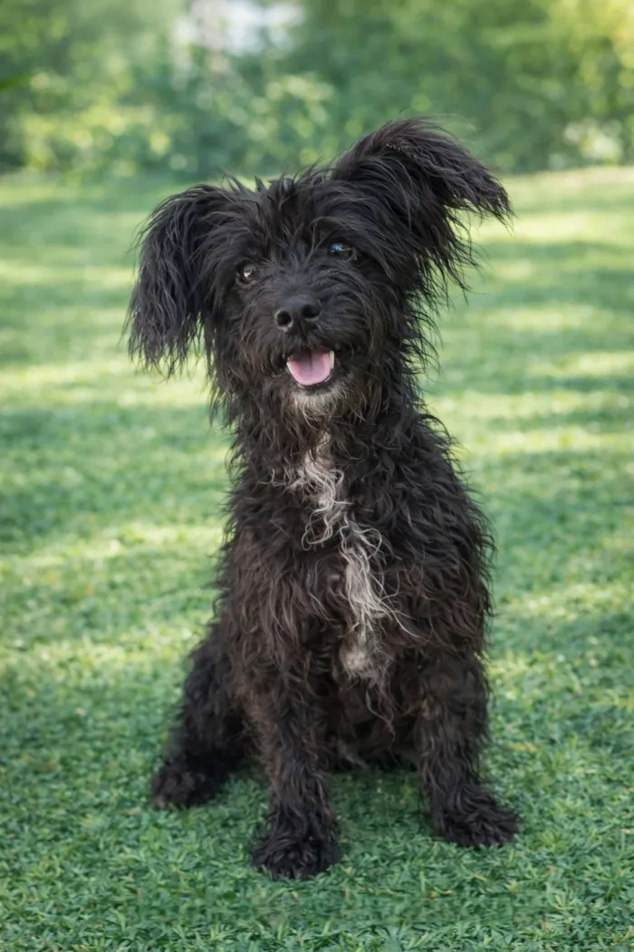 Cachorro raça SRD-ViraLata idade 2 a 6 meses nome Pingo