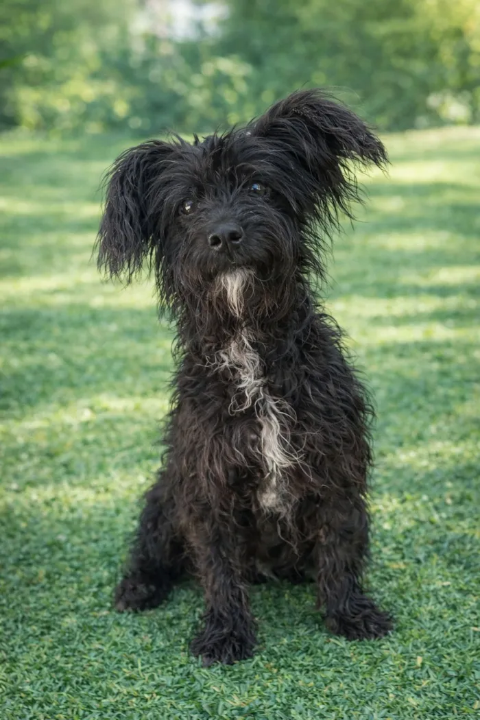 Cachorro raça SRD-ViraLata idade 2 a 6 meses nome Pingo