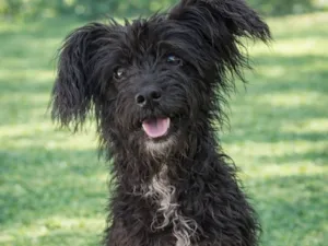 Cachorro raça SRD-ViraLata idade 2 a 6 meses nome Pingo