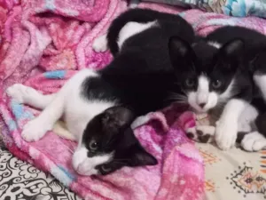 Gato raça SRD-ViraLata idade 2 a 6 meses nome sem nome 