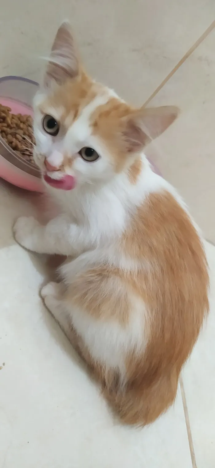 Gato raça SRD-ViraLata idade 2 a 6 meses nome Faísca