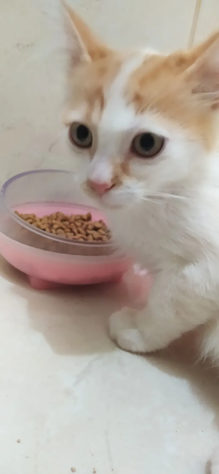 Gato raça SRD-ViraLata idade 2 a 6 meses nome Faísca