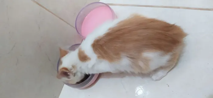 Gato raça SRD-ViraLata idade 2 a 6 meses nome Faísca