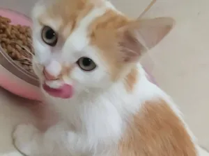 Gato raça SRD-ViraLata idade 2 a 6 meses nome Faísca