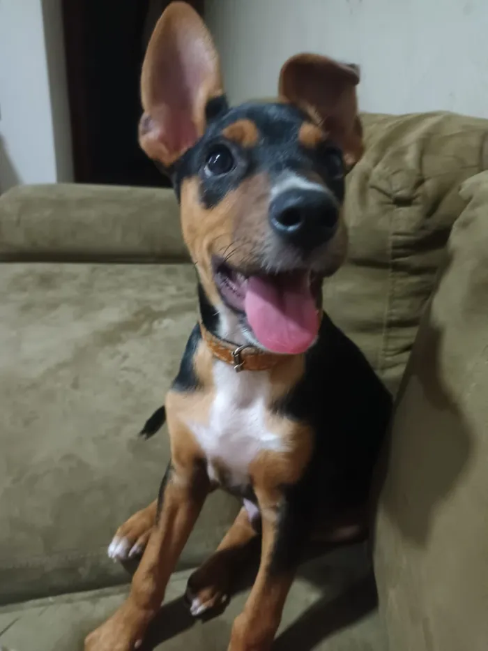 Cachorro raça SRD-ViraLata idade 2 a 6 meses nome Max