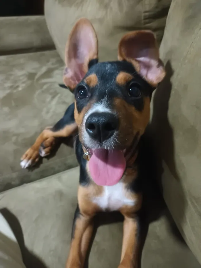 Cachorro raça SRD-ViraLata idade 2 a 6 meses nome Max