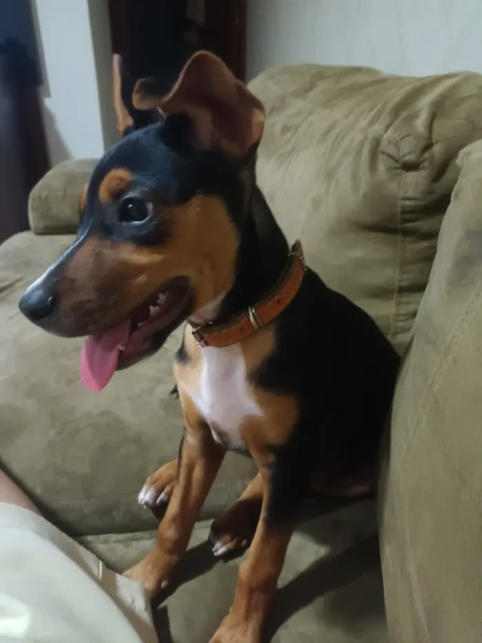 Cachorro raça SRD-ViraLata idade 2 a 6 meses nome Max