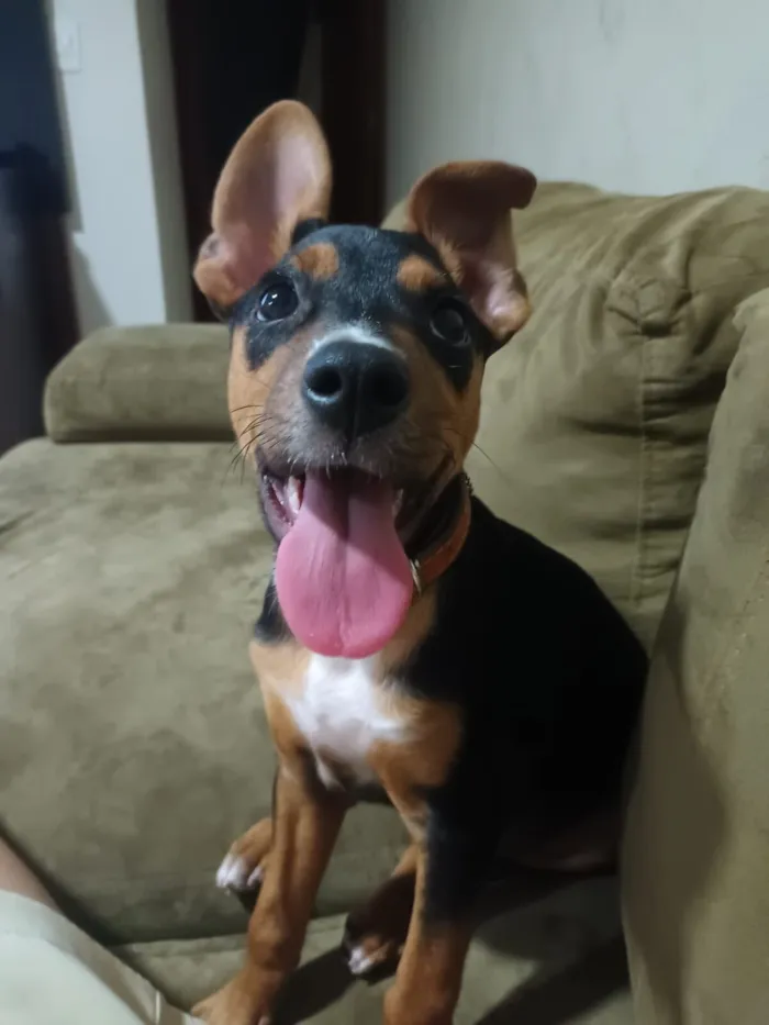 Cachorro raça SRD-ViraLata idade 2 a 6 meses nome Max
