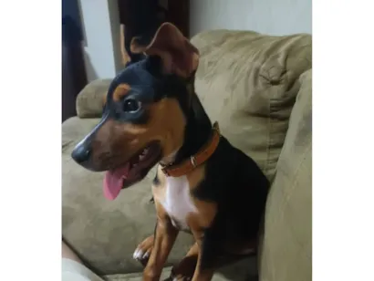 Cachorro raça SRD-ViraLata idade 2 a 6 meses nome Max