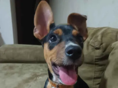 Cachorro raça SRD-ViraLata idade 2 a 6 meses nome Max