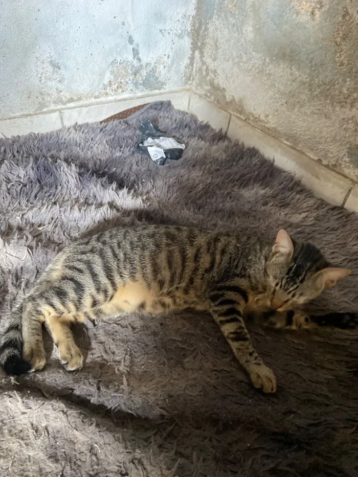 Gato raça SRD-ViraLata idade 7 a 11 meses nome Mesclado 