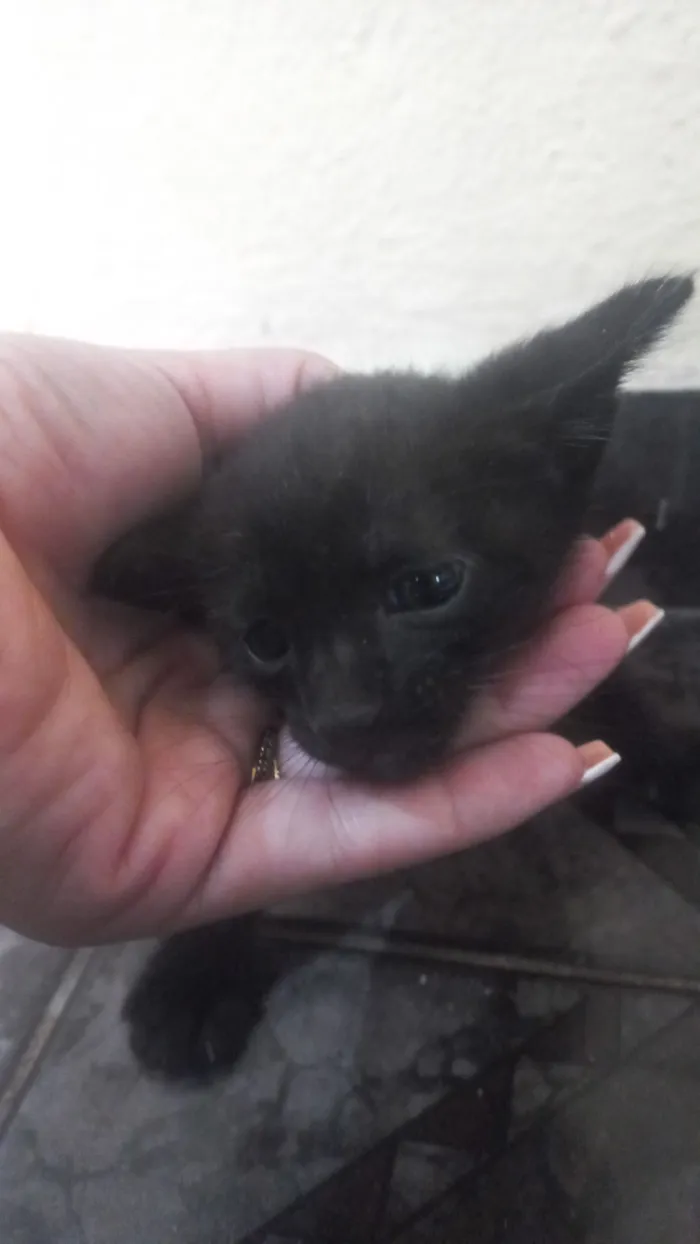 Gato raça SRD-ViraLata idade Abaixo de 2 meses nome NAYARA MIYAKE JUNQUEIRA