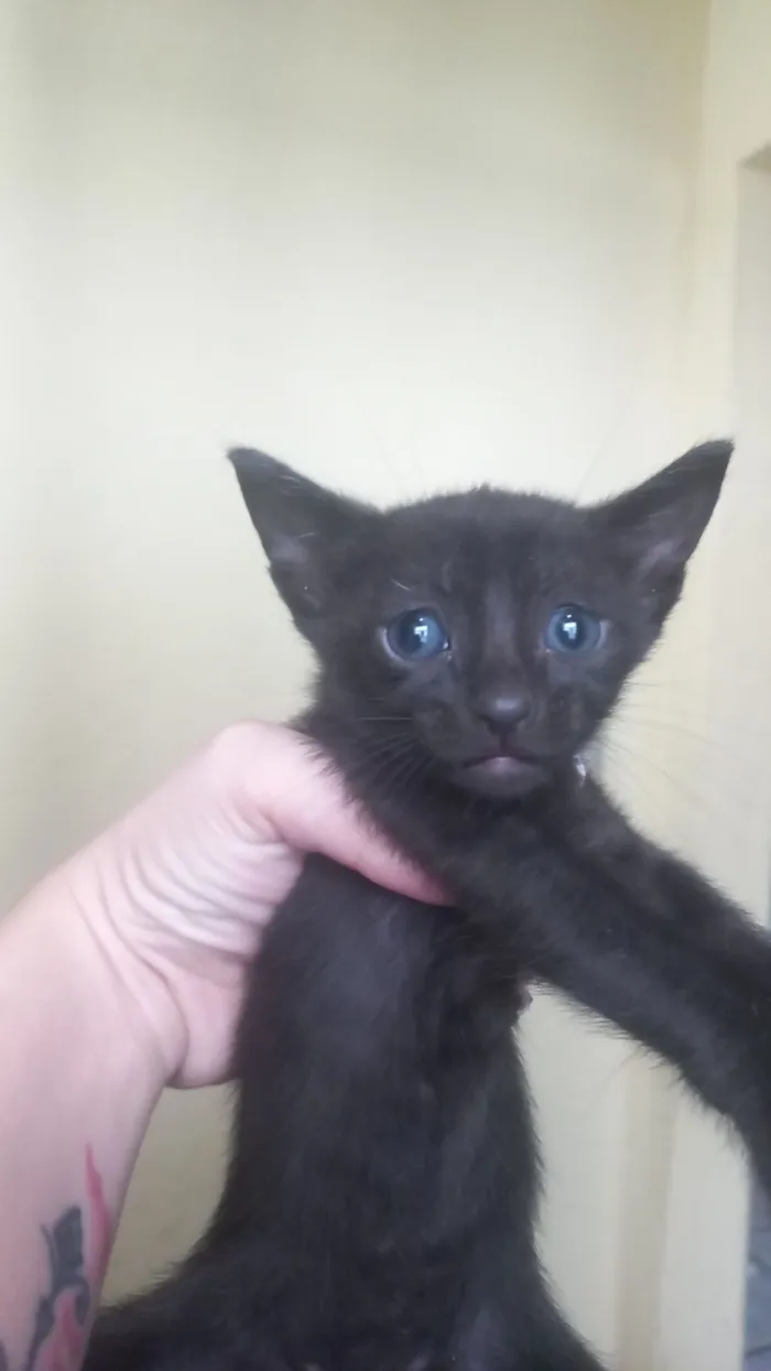 Gato raça SRD-ViraLata idade Abaixo de 2 meses nome NAYARA MIYAKE JUNQUEIRA