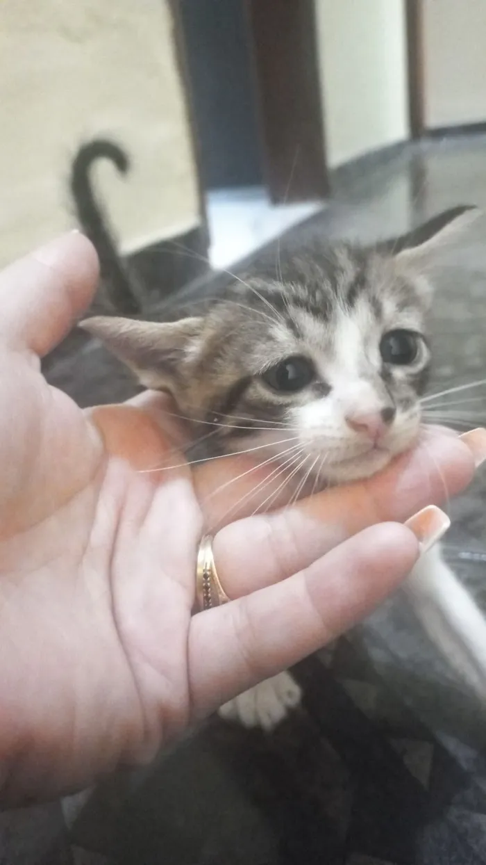 Gato raça SRD-ViraLata idade Abaixo de 2 meses nome NAYARA MIYAKE JUNQUEIRA