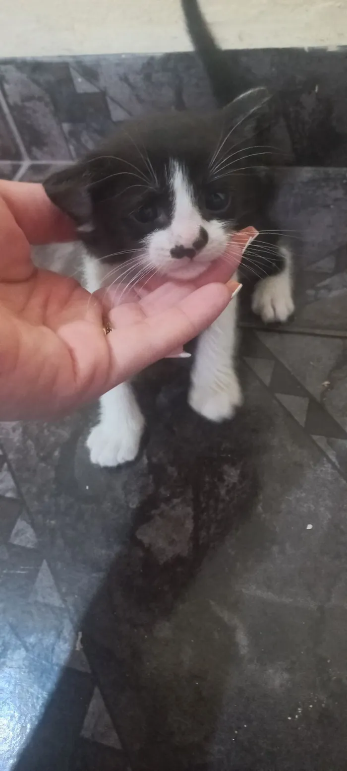 Gato raça SRD-ViraLata idade Abaixo de 2 meses nome NAYARA MIYAKE JUNQUEIRA