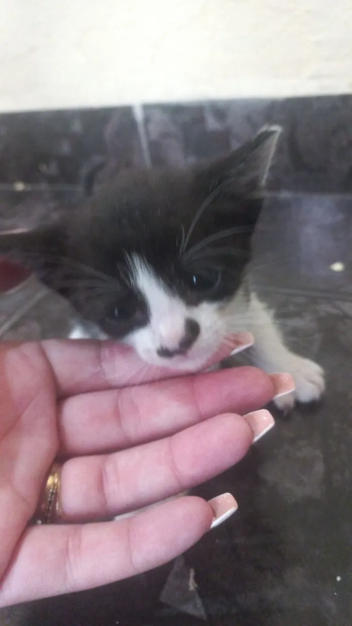 Gato raça SRD-ViraLata idade Abaixo de 2 meses nome NAYARA MIYAKE JUNQUEIRA