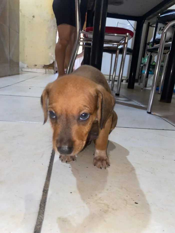 Cachorro raça SRD-ViraLata idade 2 a 6 meses nome Mel, Branquinha, Fofinho, Vaquinha