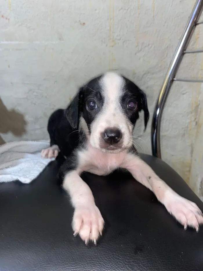 Cachorro raça SRD-ViraLata idade 2 a 6 meses nome Mel, Branquinha, Fofinho, Vaquinha