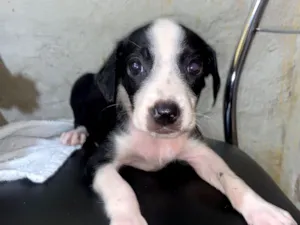 Cachorro raça SRD-ViraLata idade 2 a 6 meses nome Mel, Branquinha, Fofinho, Vaquinha