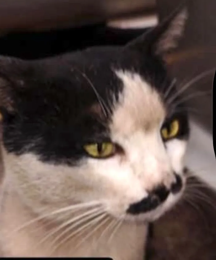 Gato raça SRD-ViraLata idade 7 a 11 meses nome Mustache 