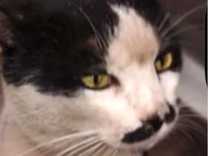 Gato raça SRD-ViraLata idade 7 a 11 meses nome Mustache 