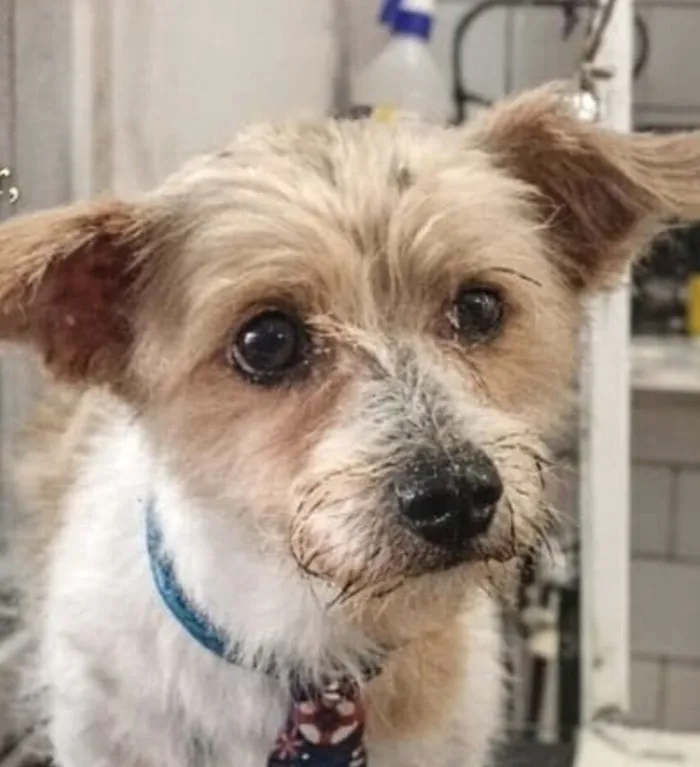 Cachorro raça Fox Terrier idade 7 a 11 meses nome Bidu