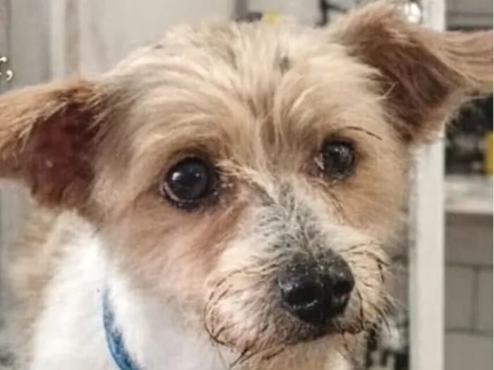 Cachorro raça Fox Terrier idade 7 a 11 meses nome Bidu