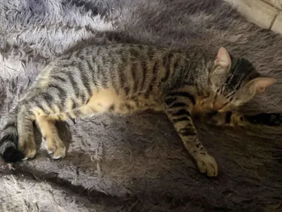 Gato raça SRD-ViraLata idade 7 a 11 meses nome Mesclado 